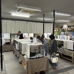 第14回平野ろまねこ譲渡会 サムネイル3