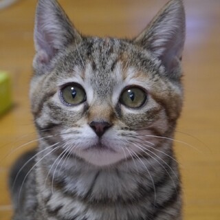 キジの茶系色、元気な女の子