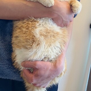 エキゾチックショートヘア