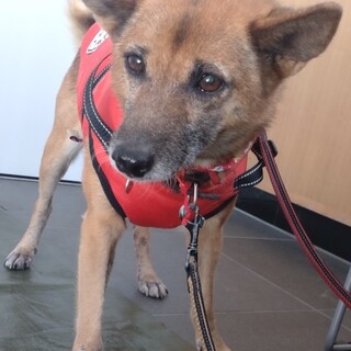 ちょぴりシャイなココちゃん