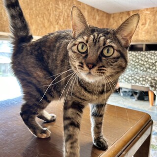 ご年配の方に。人大好きなキジ猫クレオちゃん4歳。