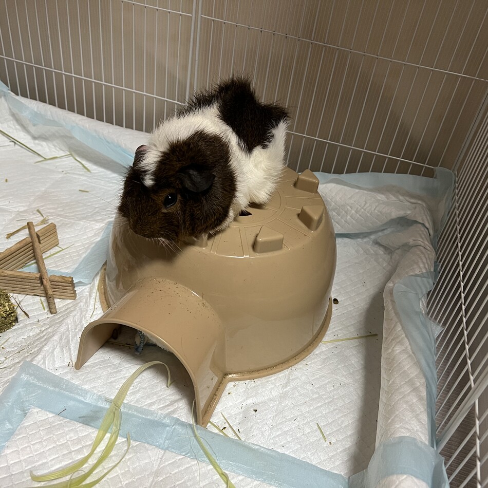 がんものカバー写真