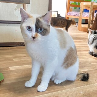 一度見たら忘れないお顔、青い目、クリーム毛並み4歳