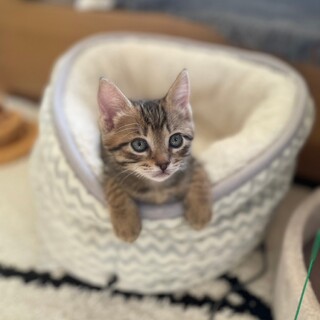 ミルクから育てたので人慣れバツグン♡のり君 ２ヶ月