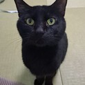 元気な黒猫くん