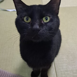 元気な黒猫くん