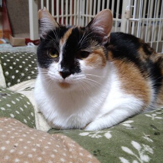 ツンデレ三毛猫、遊びが大好き