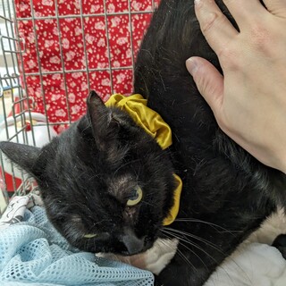 10才くらいの高齢黒猫、ゆっくり過ごせます