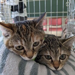 譲渡会／名古屋市天白区八事天道　高照寺