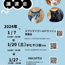 保護猫譲渡会inエブリデイゴールドラッシュ宮原店 サムネイル3