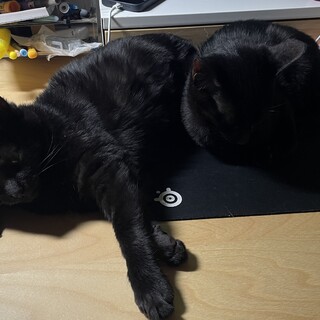 天真爛漫★スモークヤマト君　（エマちゃんと兄妹）