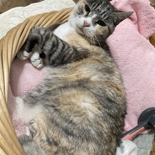 余生可愛がってくださる方募集