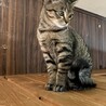 小顔なキジトラ男の子☆パル君