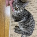 人にも猫にもすぐ懐くキジトラ♂