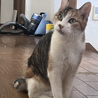 三毛猫★女の子★ペコちゃん　