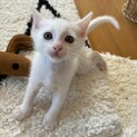 ミルクから育てたので人慣れバツグン♡しお君 ２ヶ月