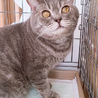 【お見合い随時】お顔もおめめもまんまる♪