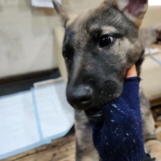 とにかく明るく元気な女の子????トーナ