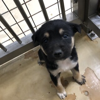 一般譲渡優先期間1月9日迄