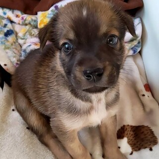 生後3日で捕獲された子達。