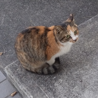 【終了】可愛い三毛猫を保護しました！避妊手術済。