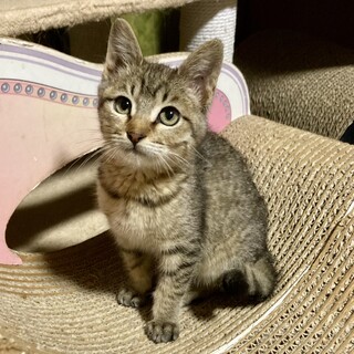 甘え上手のスリゴロ　いくらちゃん　2ヶ月半