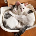 白黒の兄弟猫9ヶ月