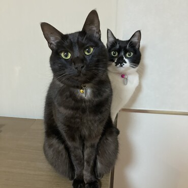 黒猫の小雨と一緒に暮らしています
