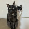 黒猫の小雨と一緒に暮らしています