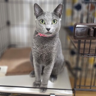 遺棄されたと思われるロシアンブルー　メス