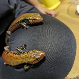 ファイヤースキンクとオオアシカラカネトカゲ2匹ずつ