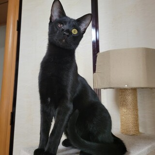 遊ぶの大好き★テルル君★甘えん坊