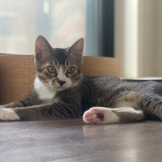 抱っこ大好き★カッツ君★食いしん坊