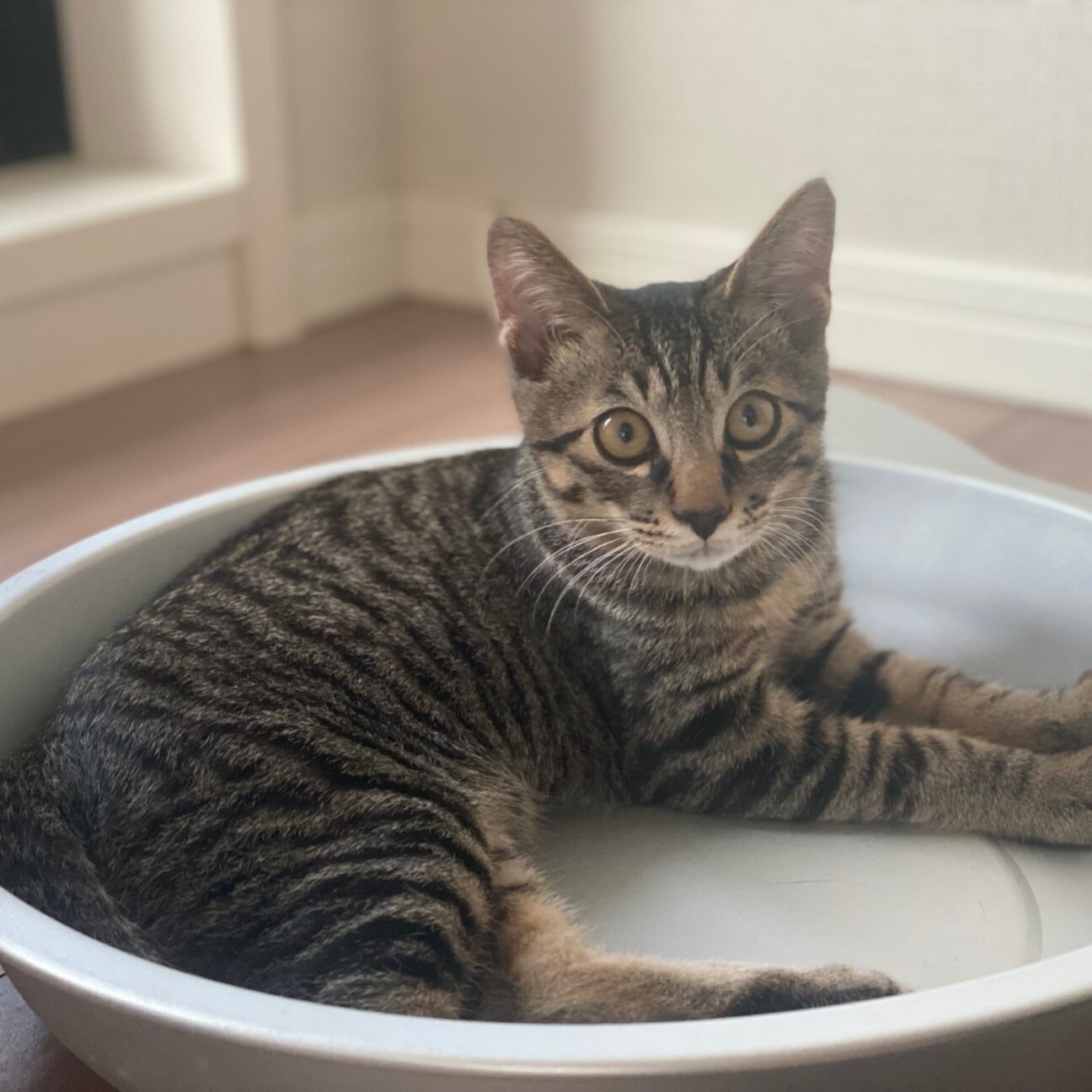 膝乗り猫★しゅパッと君 サムネイル1