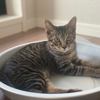 膝乗り猫★しゅパッと君