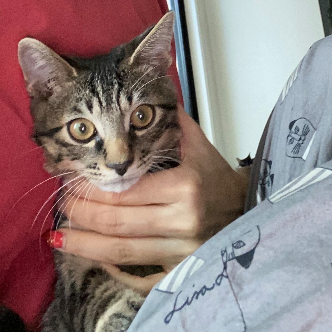 膝乗り猫★しゅパッと君 サムネイル2