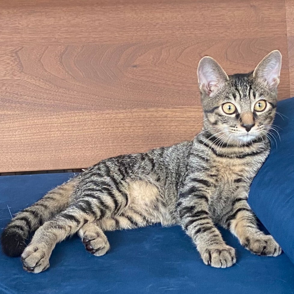 膝乗り猫★しゅパッと君 サムネイル3