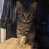 膝乗り猫★しゅパッと君 サムネイル4