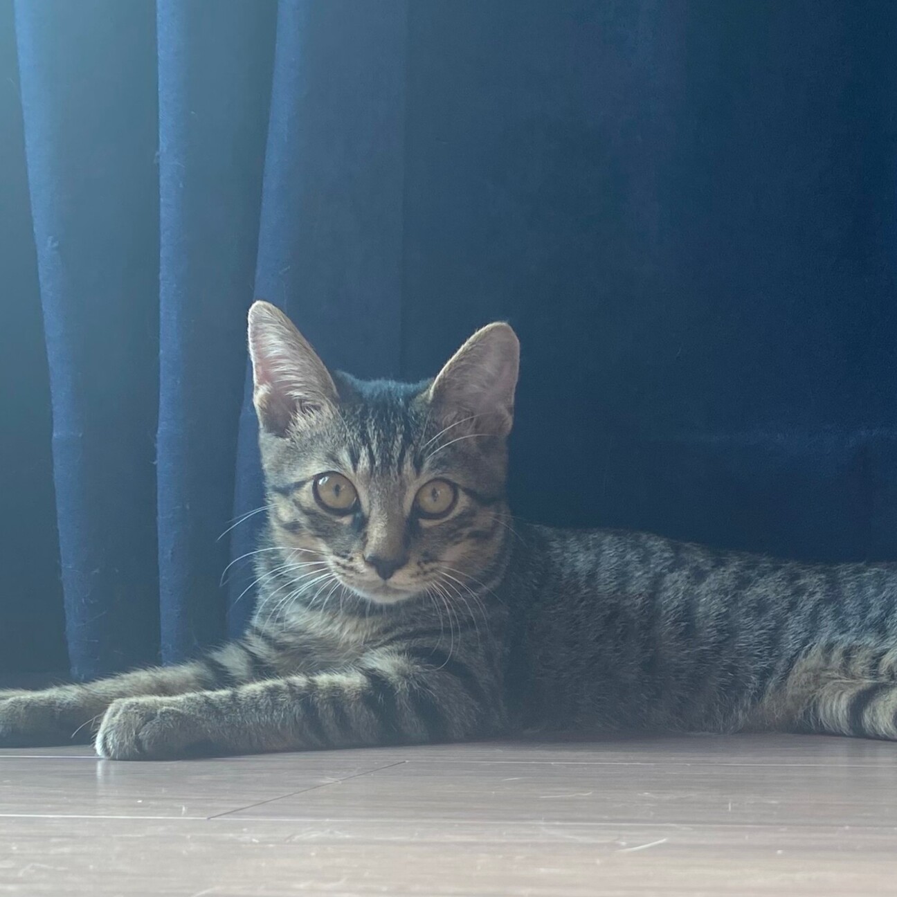 膝乗り猫★しゅパッと君 サムネイル6