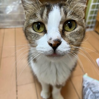 求ム！一匹溺愛型の里親さん♡抱っこちゃんのマリン
