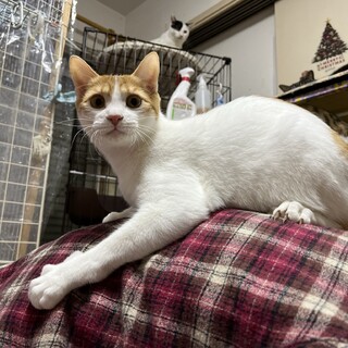イケメン・活発・あまえんぼ★ネージュくん