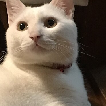 かわいい