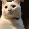 かわいい