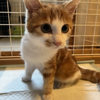 調整中のため一旦ストップにてお願いします。