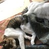 のすけと共に