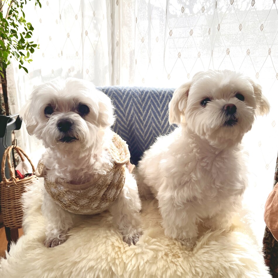 マルのカバー写真