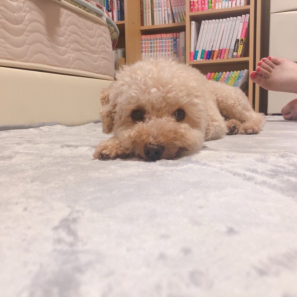 ニコルのカバー写真