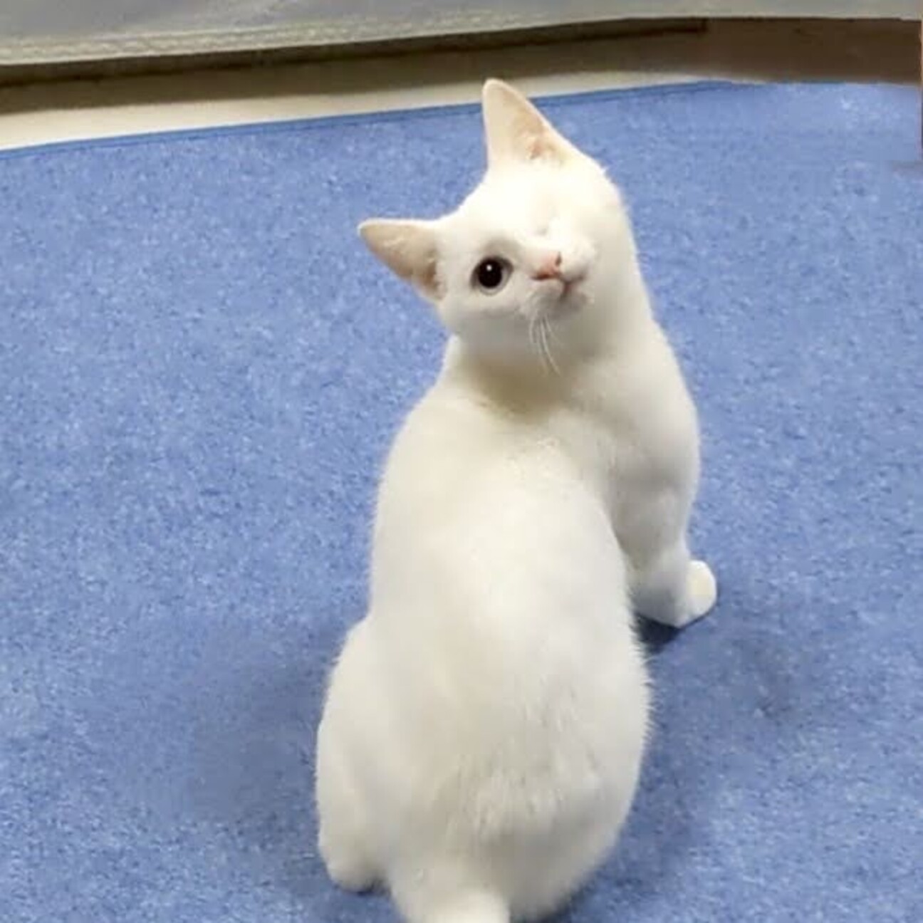 シロネコ★様確認用 1494966.jpeg