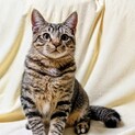 おっとり・キュートな甘えん坊BOY『樹（いつき）』