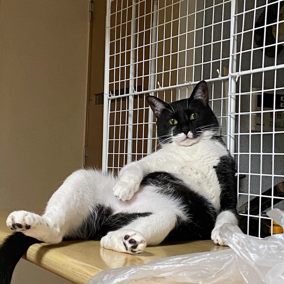 ビビのカバー写真